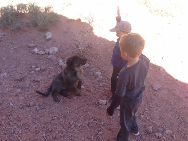 We babysat a dog recently and one of the commands was to lift your hand and she would sit. Will thought he would try that with this little pup.